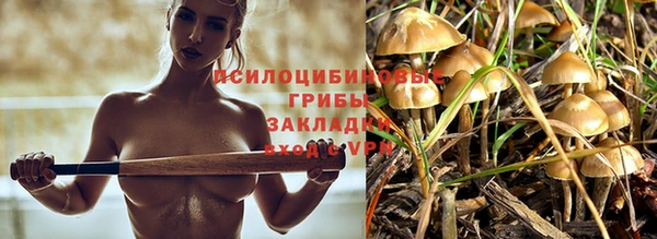 прущие грибы Нефтекумск