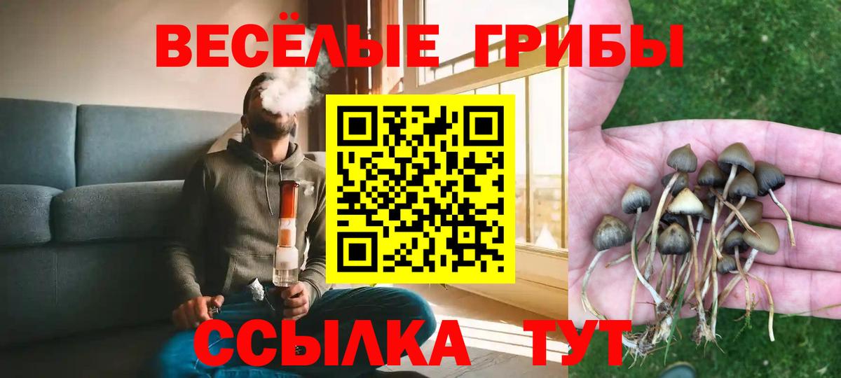 Псилоцибиновые грибы Psilocybe Находка